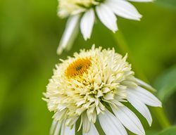 Double White Coneflower, Echinacea Coconut Lime
Garden Design
Calimesa, CA