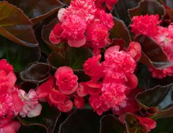 Doublet Series Red Begonia, Begonia Semperflorens
Shutterstock.com
New York, NY