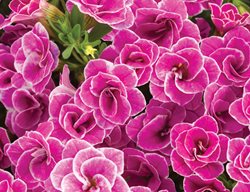 Doublette Love Swept Calibrachoa, Doulble Calibrachoa, Pink Flowers
Proven Winners
Sycamore, IL