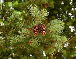 Douglas Fir Tree, Pseudotsuga Menziessi
Shutterstock.com
New York, NY