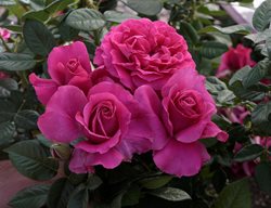 Downton Abbey, Roses
Weeks Roses
Wasco, CA