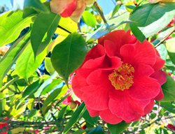 Dr. Clifford Parks Camellia
Shutterstock.com
New York, NY