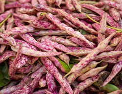 Dragon's Tongue Bean
Shutterstock.com
New York, NY