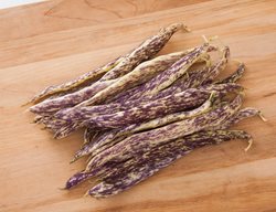 Dragon's Tongue Beans, Purple And White Beans
Proven Winners
Sycamore, IL