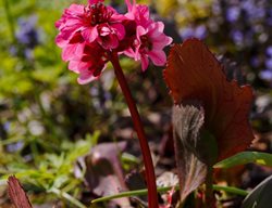 Dragonfly Sakura Bergenia, Bergenia Hybrid
Shutterstock.com
New York, NY
