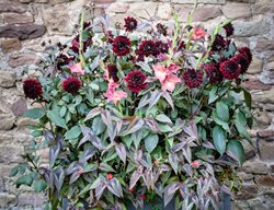 Drama In A Pot
Garden Design
Calimesa, CA