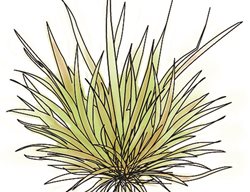 Drawing, Phormium
Garden Design
Calimesa, CA