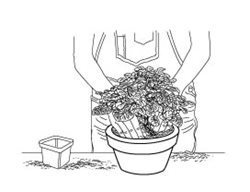 Drawing, Potting Plants
Garden Design
Calimesa, CA