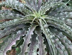 'dreadlocks' Mangave
Proven Winners
Sycamore, IL