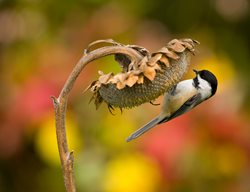 Dried Sunflower, Sunflower Seeds, Bird
Garden Design
Calimesa, CA