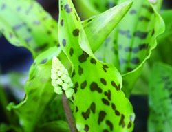 Drimiopsis
Garden Design
Calimesa, CA