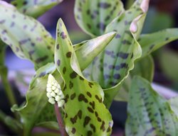 Drimiopsis Maculata 
Garden Design
Calimesa, CA