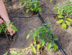 Drip Irrigation, Watering Tomatoes
Shutterstock.com
New York, NY
