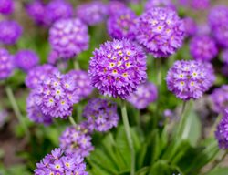 Drumstick Primula, Primula Denticulata
Shutterstock.com
New York, NY