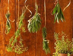 Dry Herbs & Save Seeds
Garden Design
Calimesa, CA