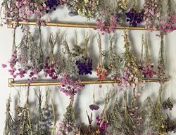 Drying Hanging Flowers
Garden Design
Calimesa, CA