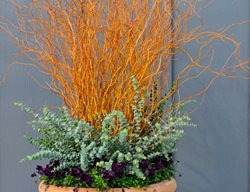 _dsc6043
McCullough's Landscape & Nursery LLC
Johnstown, OH