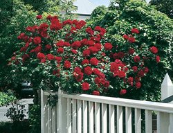 Dublin Bay Rose, Climber Rose
Weeks Roses
Wasco, CA