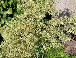 Duet Beautyberry, Callicarpa Dichotoma, White Berry Plant
Millette Photomedia
