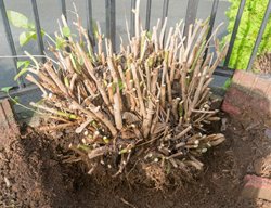 Dug Up Hydrangea
Shutterstock.com
New York, NY