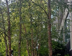 Dura Heat, River Birch
Millette Photomedia
