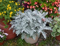 Dusty Miller Container, Dusty Miller In Pot
Shutterstock.com
New York, NY