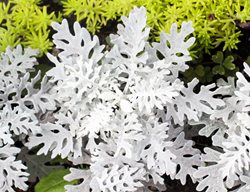 Dusty Miller, Jacobaea Maritima
Shutterstock.com
New York, NY