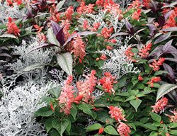 Dusty Miller, Salvia
St. Lynn's Press
Pittsburgh, PA