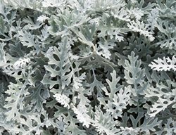 Dusty Miller, Senecio Cineraria, Deer Tolerant
Alamy Stock Photo
Brooklyn, NY