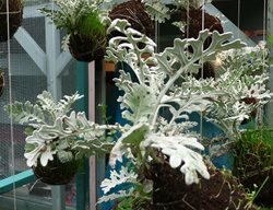 Dustymiller
Garden Design
Calimesa, CA