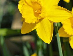 Dutch Master Daffodil, Narcissus Dutch Master, Trumpet Daffodil
Shutterstock.com
New York, NY