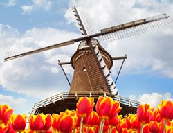 Dutch Tulips, Dutch Windmill
Garden Design
Calimesa, CA