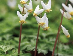 Dutchman’s Breeches, Dicentra Ucullaria
Garden Design
Calimesa, CA