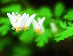 Dutchmand Breeches, Dicentra, Northeast Native
Garden Design
Calimesa, CA
