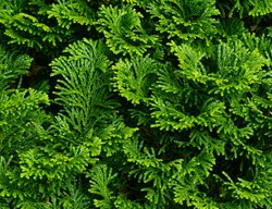 Dward Hinoki Cypress, Chamaecyparis Obtusa 'nana Gracilis'
Shutterstock.com
New York, NY