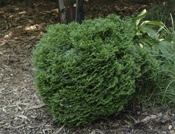 Dwarf Arborvitae, Hetz Midget Arborvitae
Millette Photomedia
