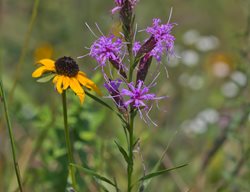 Dwarf Blazing Star, Liatris Cylindracea, Liatris Flower
Alamy Stock Photo
Brooklyn, NY