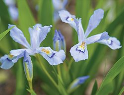 Dwarf Crested Iris, Iris Cristata
Garden Design
Calimesa, CA