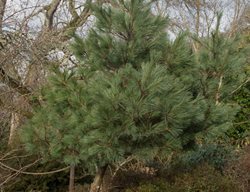Dwarf Eastern White Pine, Pinus Strobus
Shutterstock.com
New York, NY