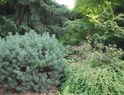 Dwarf Globe Blue Spruce, Picea Pungens 'glauca Globosa'
Garden Design
Calimesa, CA