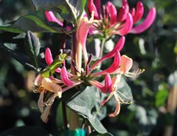 Dwarf Honeysuckle, Sweet Tea
Millette Photomedia
