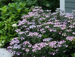Dwarf Hydrangea, Mountain Hydrangea
Proven Winners
Sycamore, IL