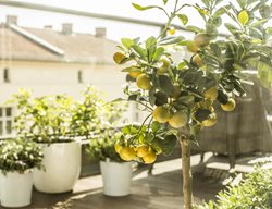 Dwarf Lemon Tree On Balcony
Shutterstock.com
New York, NY
