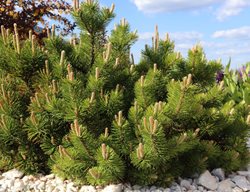 Dwarf Mountain Pine, Pinus Mugo
Shutterstock.com
New York, NY