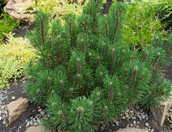 Dwarf Mugo Pine, Dwarf Pine Tree
Shutterstock.com
New York, NY