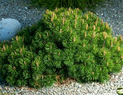 Dwarf Mugo Pine, Pinus Mugo Var. Pumilio
Shutterstock.com
New York, NY