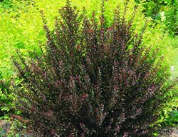 Dwarf Ninebark, Little Devil
Millette Photomedia
