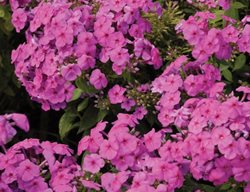 Dwarf Phlox, Phlox Paniculata Flame™ Series Pink
Plant Paradise Country Gardens
Caledon, ON