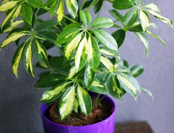 Dwarf Schefflera Plant, Schefflera Arboricola
Shutterstock.com
New York, NY