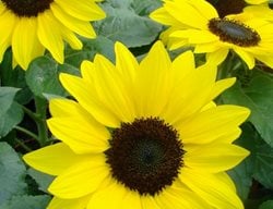 Dwarf Sunflower, Suntastic Yellow
All-America Selections
Downers Grove, IL